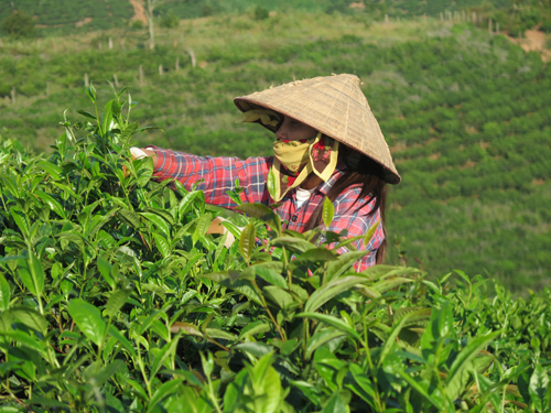chiengvetea